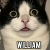 willirexi123_