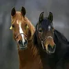 horselover123740
