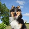 Funny dog638