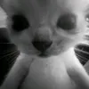 arthursilv012