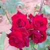user8120337666981