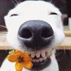 skibidiaa1
