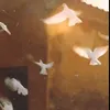 ropall4