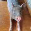 xerife.pig