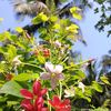 shimulakter2558