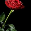 user8581061088858