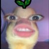 cegil_bebek