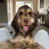 cockerspanielhugo