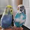budgie.boos