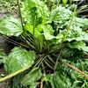 Plantas Curativas