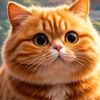 orangecatt23