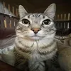 zeke_1_1