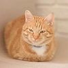 red___cat