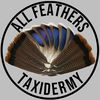 all.feathers.taxi