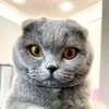 funnycats765