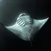 manta.fx