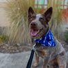 oakley_theheeler