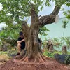 Anh Trương Văn - Yêu Cây
