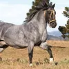 ali691490