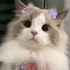 miauu618