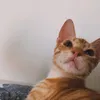 stom.vers