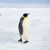 hiryuxk