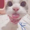 roseapvk9q0