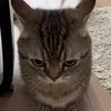 Bá chủ ff
