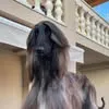 afghanhound00