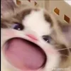 ._.su_su_