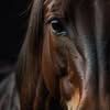 abeer.saif32