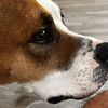 ezpup