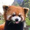 ceoofcatnation
