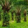 cv.tiqoris.palm