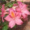 cherryvalery