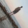 bdbdt07