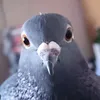 nuluss_0