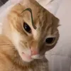 meme chế