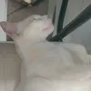manusinha_45