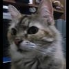pooka728