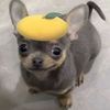 🍋