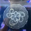 jellyfishworld_