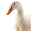 deepinsenish02