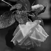 tam_trang153