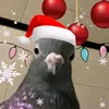 piesek_seungmina7