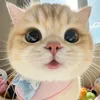thanh__h0a