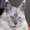 💫🐾Maine Coons World 🐾💫