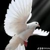 lhomm75