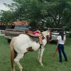 mazinha_oliveira