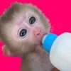 monkey.kiki3